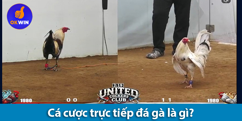 Cá cược đá gà trực tiếp là gì? Cách tham gia cá độ cho người mới