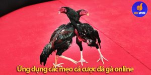 Mẹo cá cược đá gà online - Bật mí chiến thuật thắng lớn