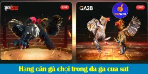 Đá gà cựa sắt: Quy tắc, phân loại hạng cân và các loại cược trong đá gà